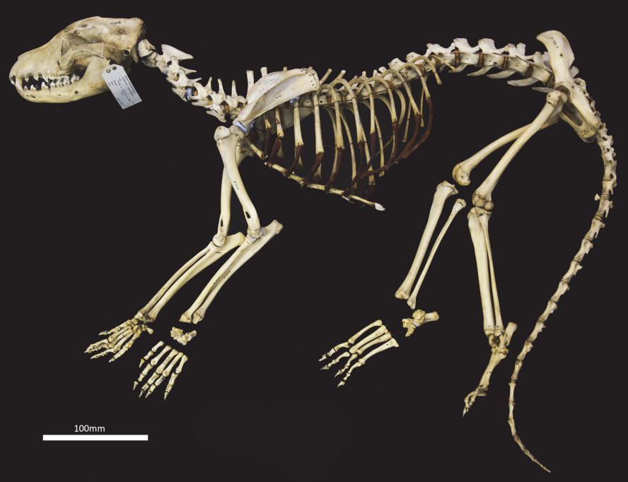 image of Thylacine Skeleton